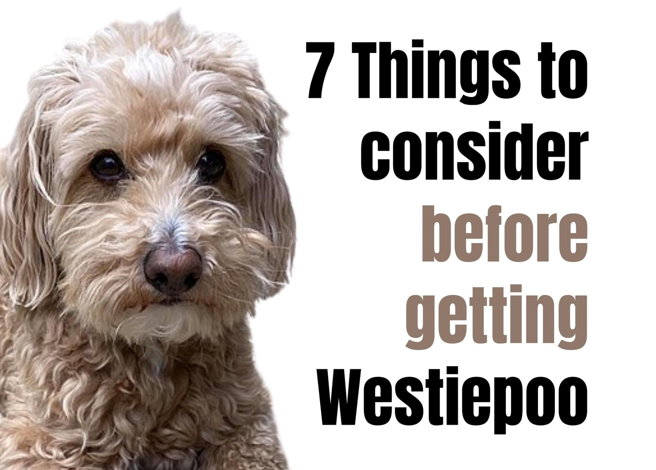 7 Fascinating Facts About the Westiepoo